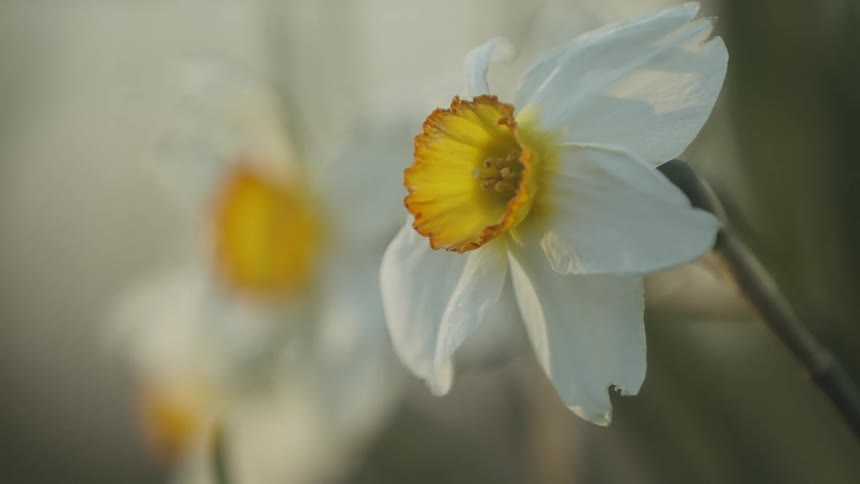 Daffodil flowers move in the breeze
