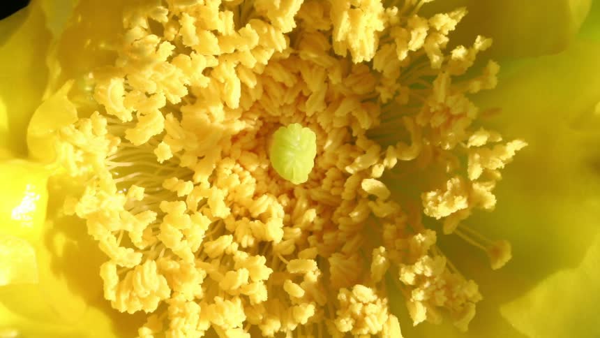 A yellow flower opens up