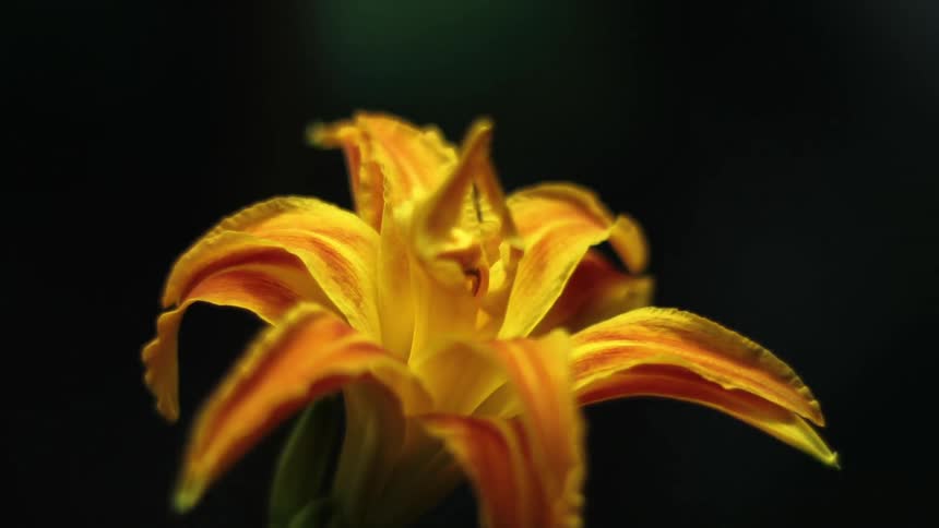 An orange and yellow flower opens up in a dark room