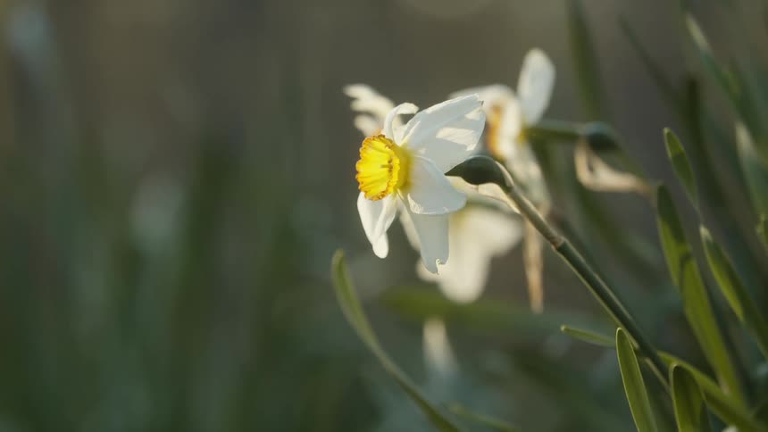 Daffodil flowers move in the breeze