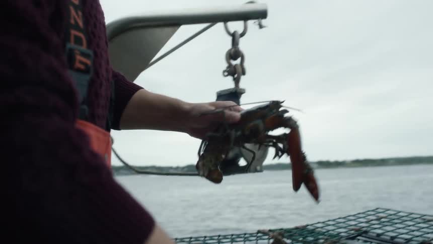 A fisherman tosses a lobster back in the water