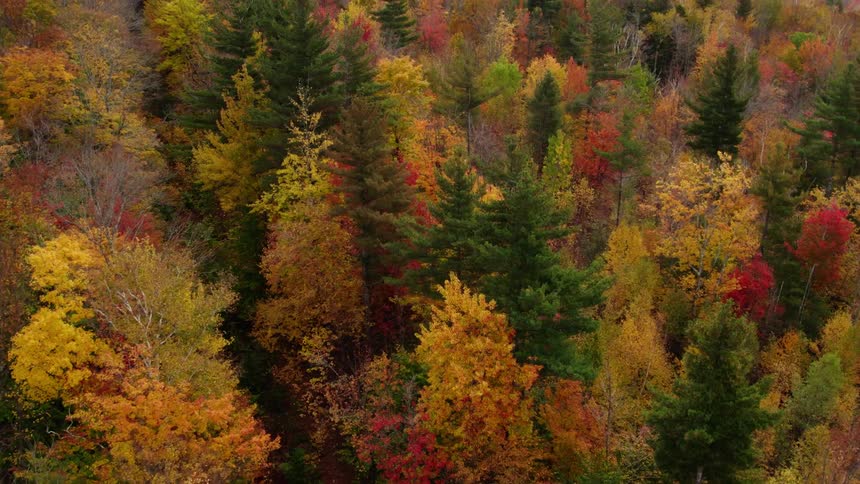 Aerial view of a forest with bright fall colored leaves and mountains on the horizon