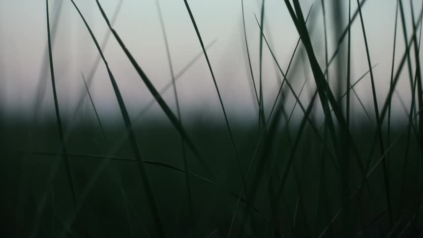 The blades of grass sit under the cloudy sky