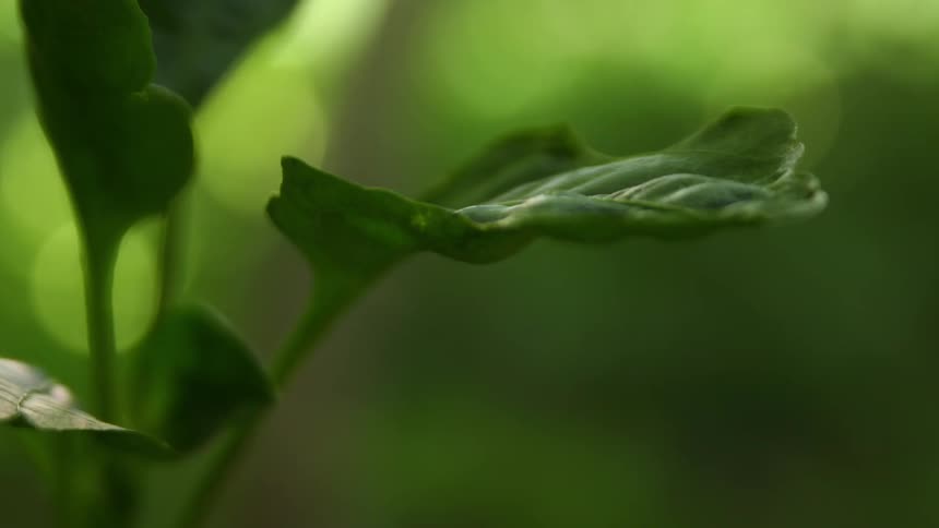 Dew on a leaf evaporates as the plant lifts