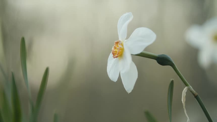 Closeup of a white wildflower swaying in the breeze