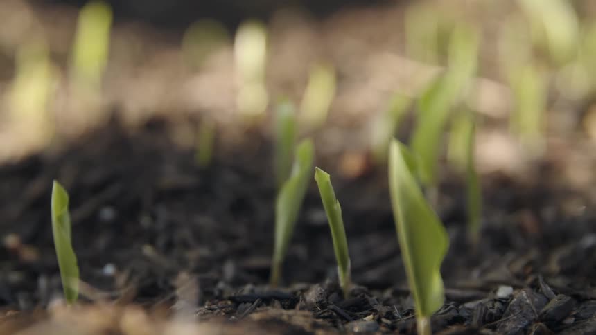 Sunlight shines on small sprouts coming out of the ground