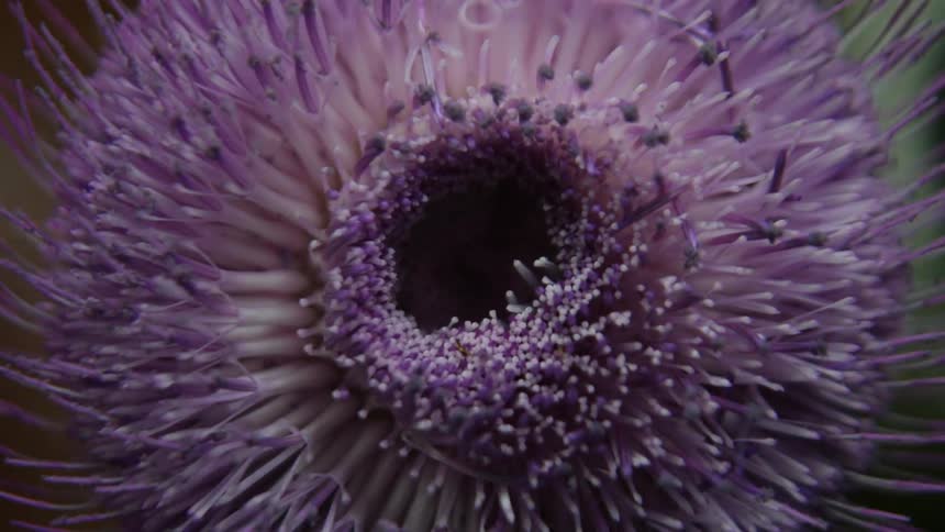 A purple flower with many stamen opens in time lapse