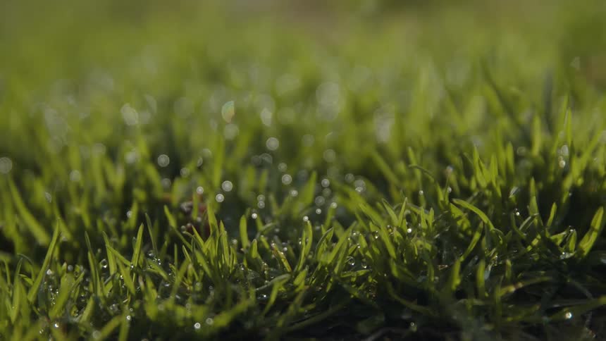 Dew drops shine among mowed grass