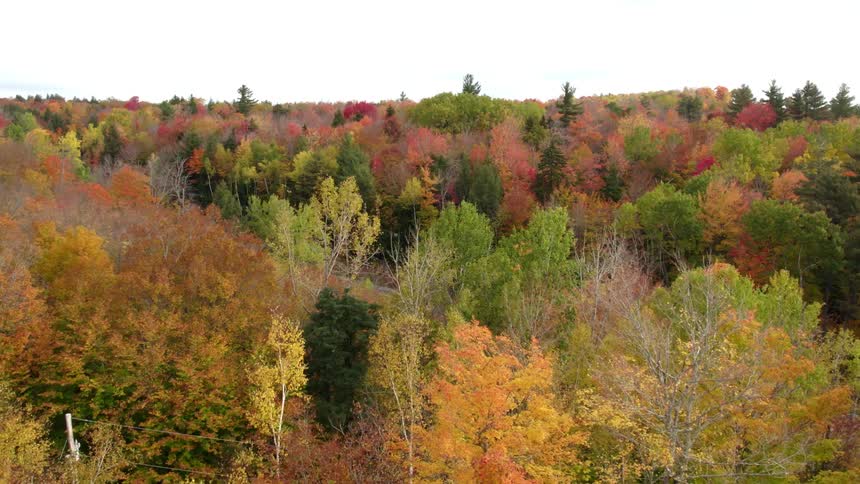A road runs through a forest of trees in beautiful fall colors