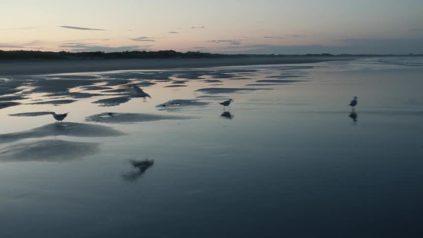 Seagulls are walking in shallow water and they fly away
