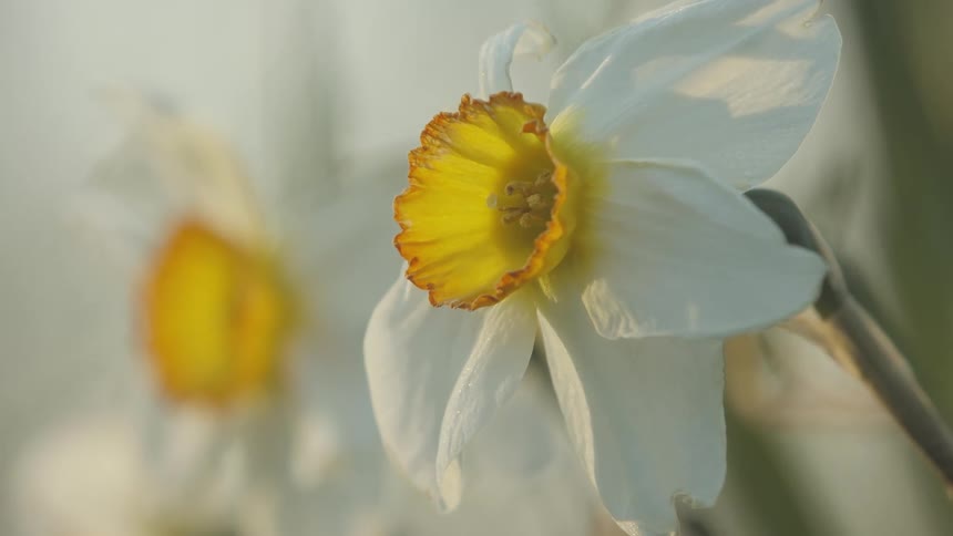 Daffodil flowers move in the breeze