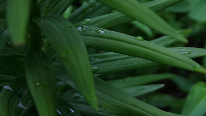 Dew drops evaporate on green leaves