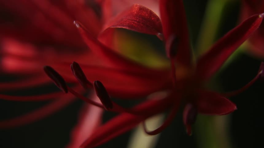 A red flower waves in the wind