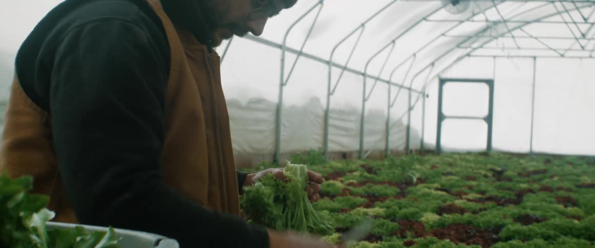 A man is picking vegetables in the greenhouse
