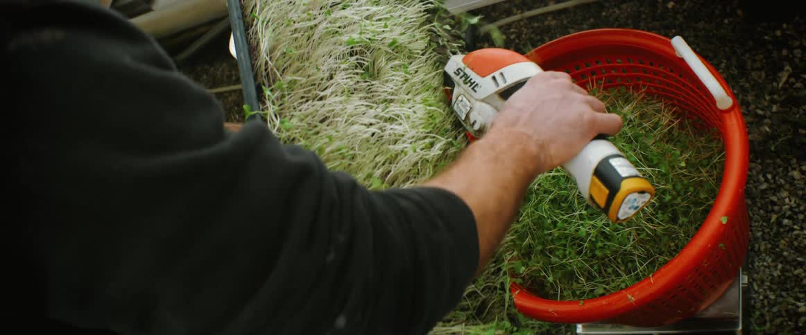 A man uses a handheld tool to trim the tops of planted produce