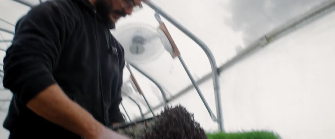 Man stands in greenhouse cutting sprouts with an electric blade