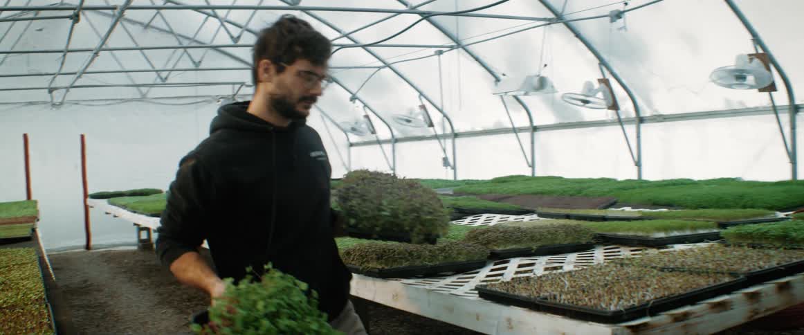 A man working in a greenhouse is picking up trays of plants and carrying them