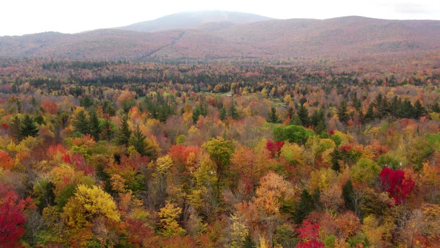 Aerial view of a forest of trees with bright fall colored leaves and mountains in the distance