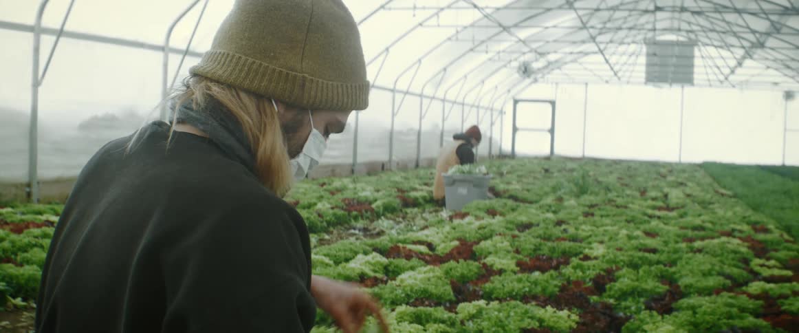 A man is picking crops from the greenhouse