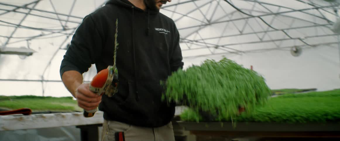 A man trims an entire tray of herb plants in a greenhouse