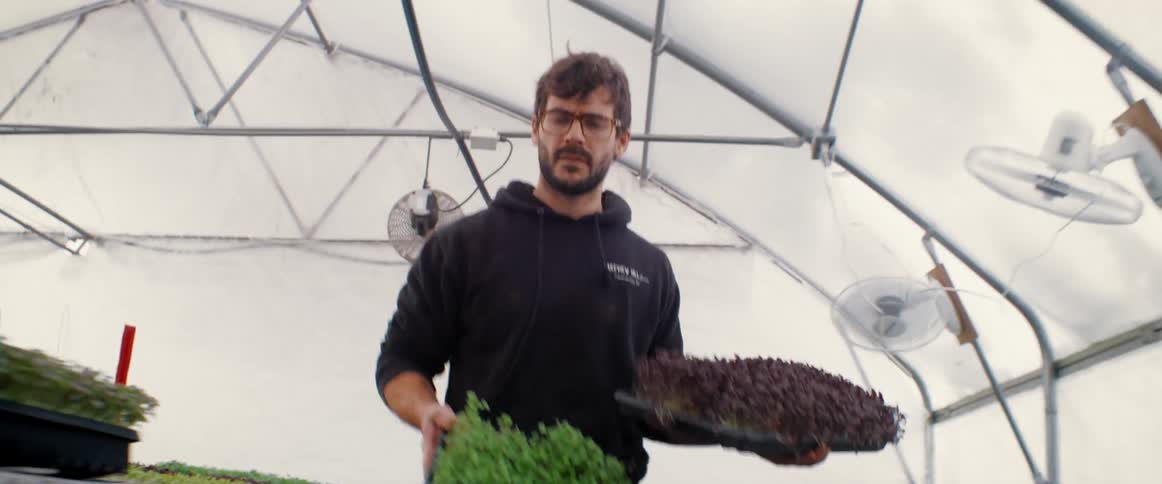 A man picks up and carries trays of seedling greens in a greenhouse