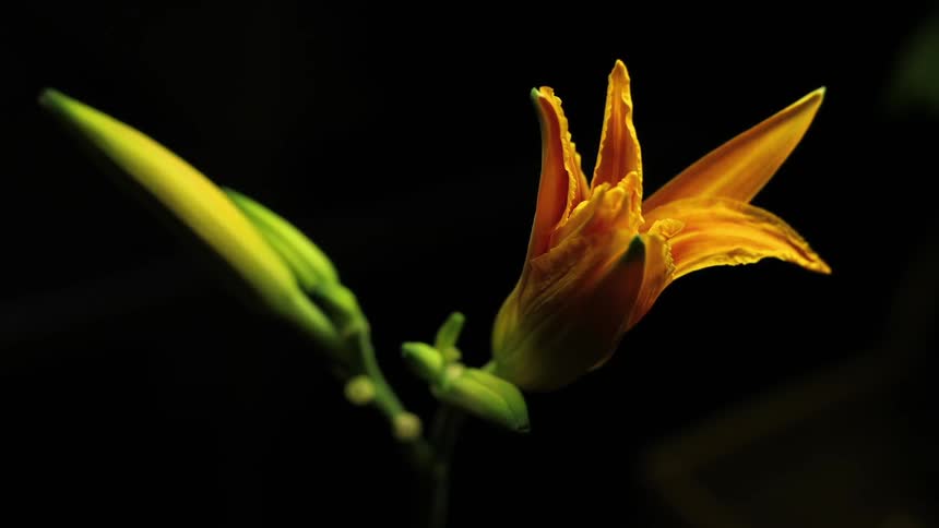 An orange flower opening up
