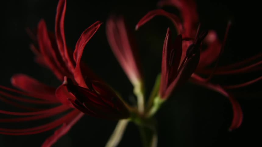 A red flower against a black background as it opens in time lapse