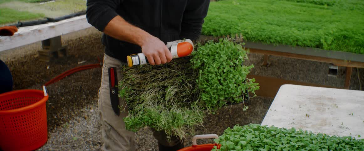 A man trims potted herbs in a greenhouse