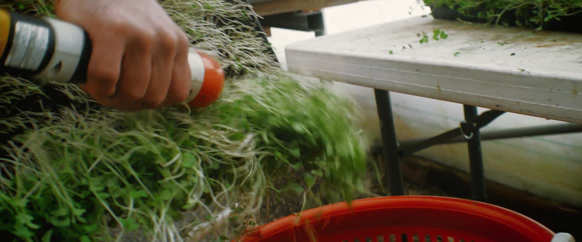 Man uses a clipper to trim the herbs in a planting container in a greenhouse