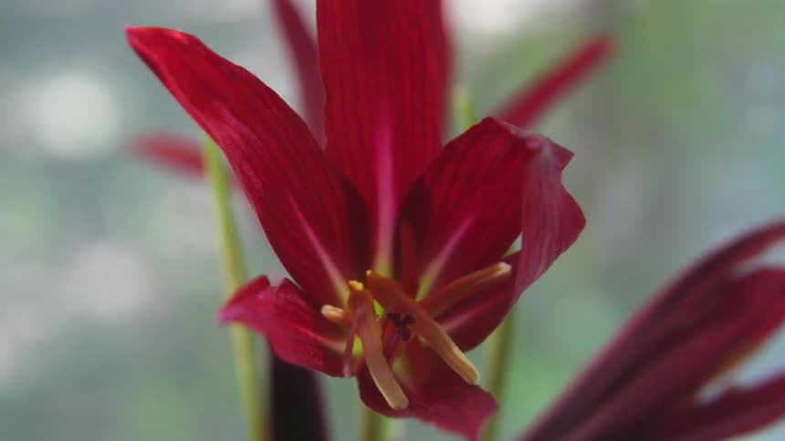 A red flower unfurling