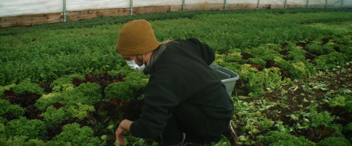 A gardener wearing a face mask is working in a greenhouse cutting plants and putting them in a container