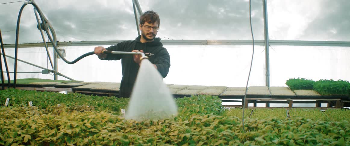 A gardener is working in a greenhouse watering plants with a hose