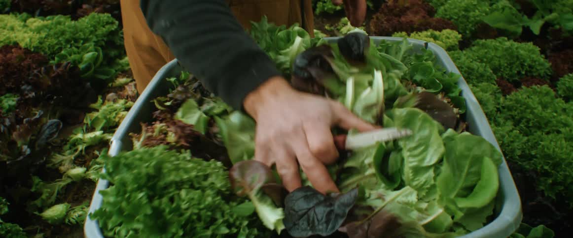 A gardener is working in a greenhouse cutting plants and putting them in a container