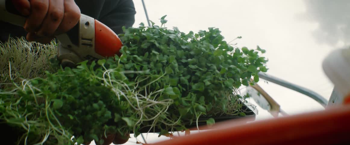 Man harvests sprouts with an electric tool while standing in a greenhouse