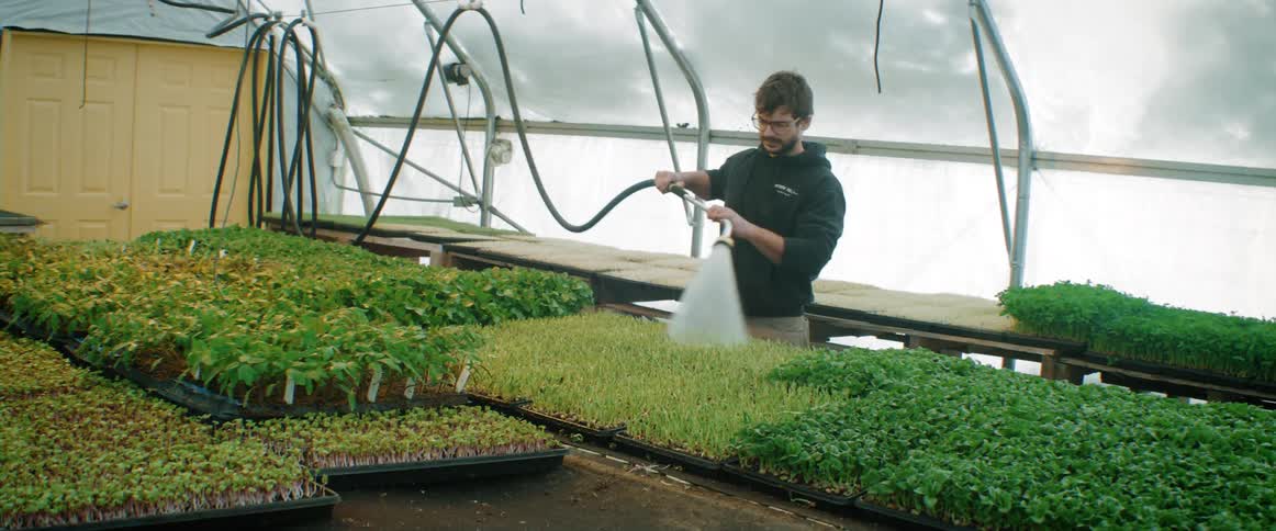 A gardener is working in a greenhouse watering plants with a hose