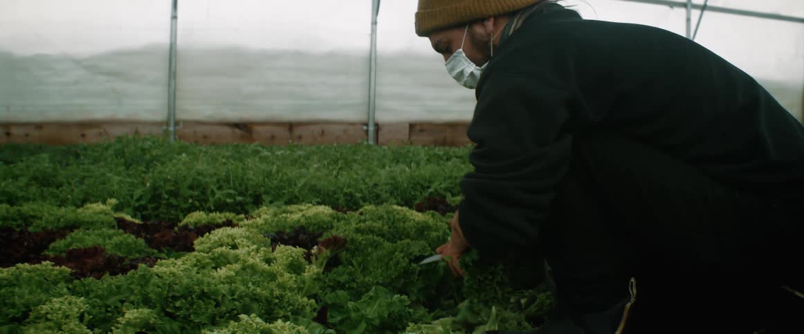 A man wearing a facial mask harvesting produce inside a greenhouse