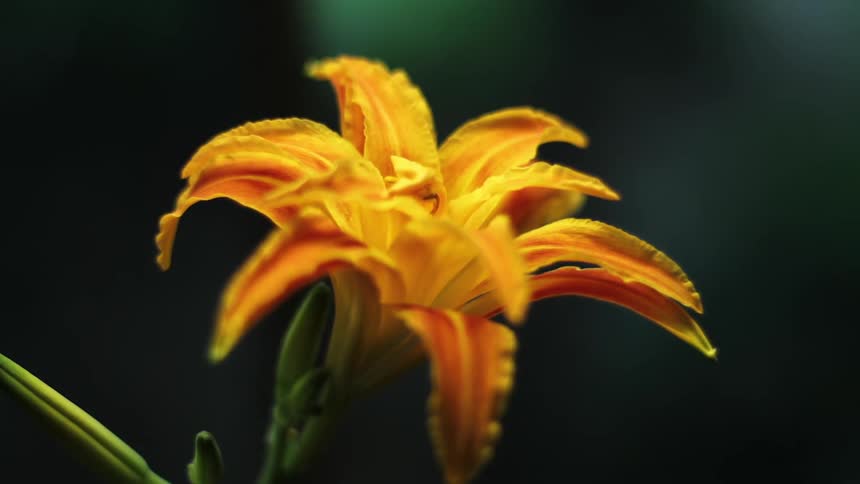 A yellow flower grows slightly