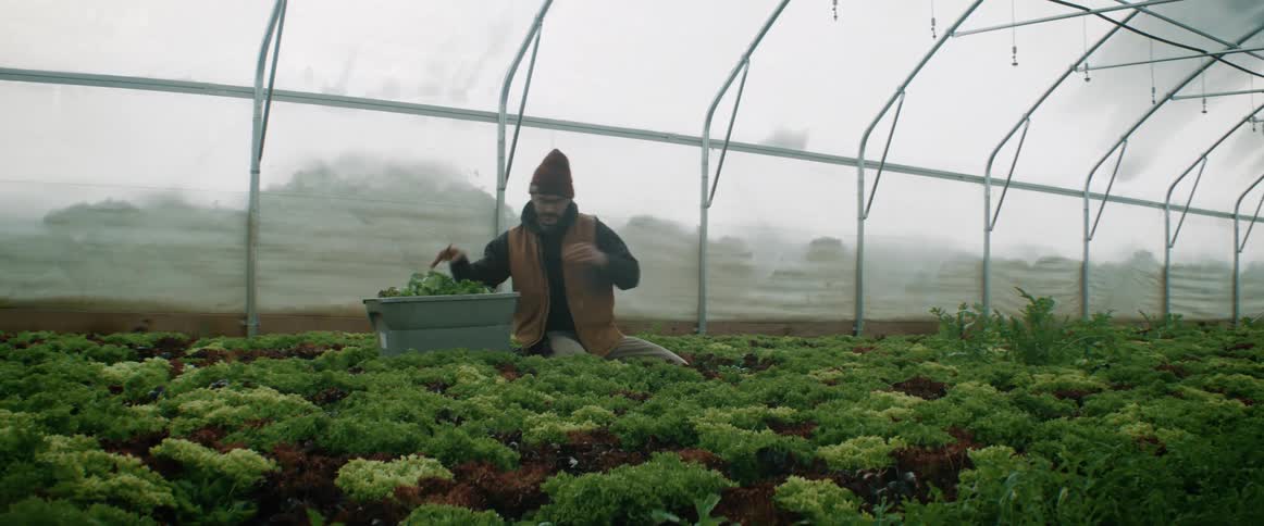 A gardener is working in a greenhouse cutting plants and putting them in a container