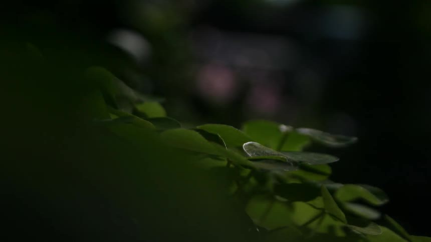 Leaves grow under flashing light