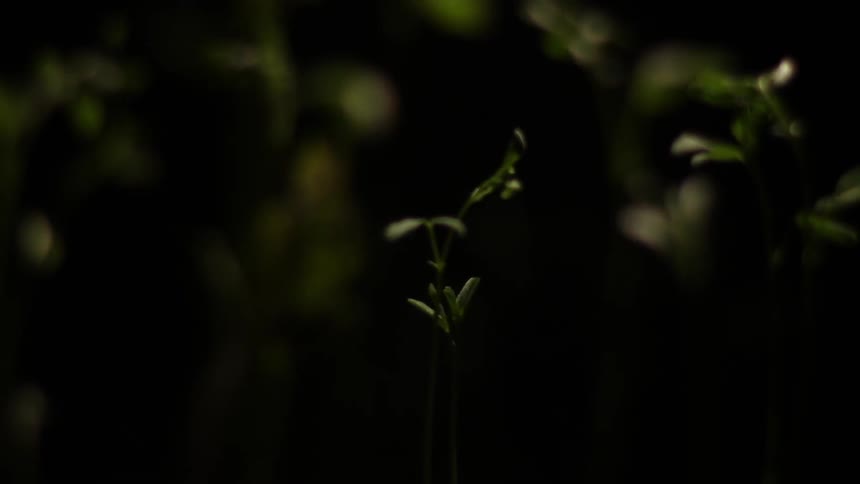 Plants growing and spinning as the room lightens
