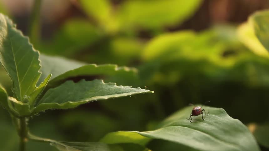 A ladybug on a leaf