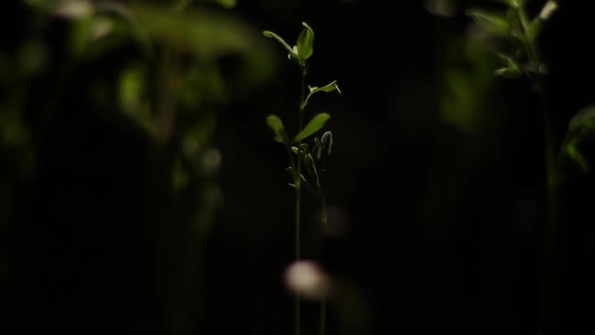 Seedlings rustling in a breeze