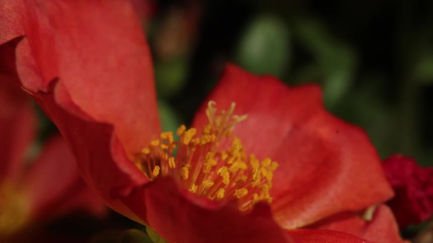 A red flower curls up and moves