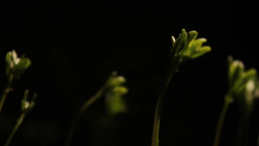 Plants swaying in a dark room