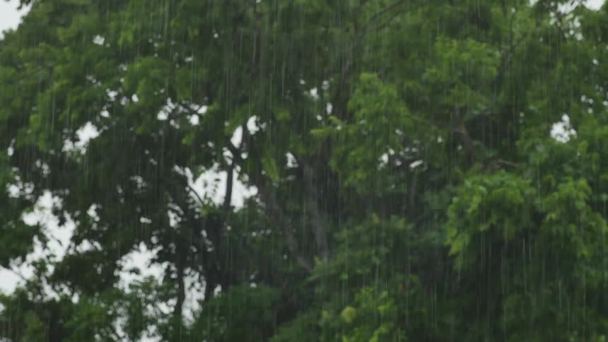 Rain falls in front of a large, leafy tree