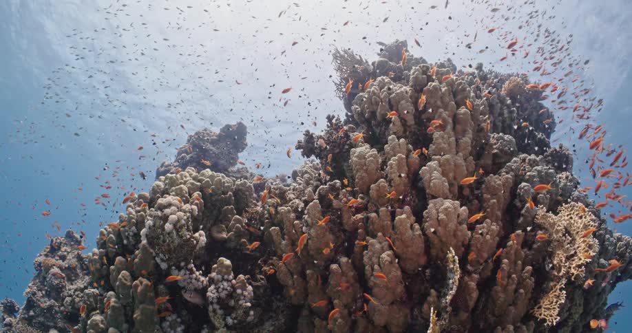 Small fish swimming around a coral reef as sunlight shines down from the surface