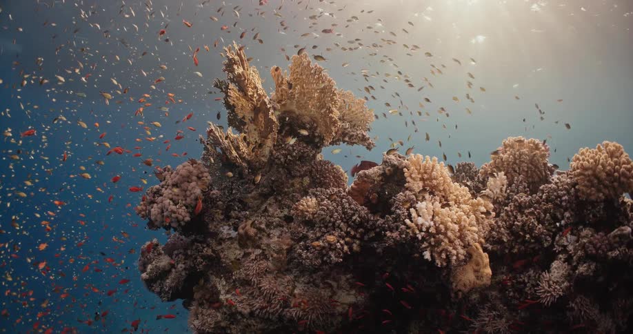 A school of fish swims around a coral reef underwater during the day