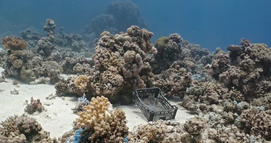 Fish swim near the cage underwater