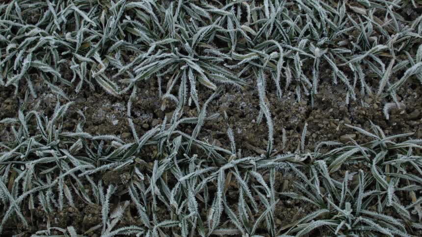 Dried up dirt and plants