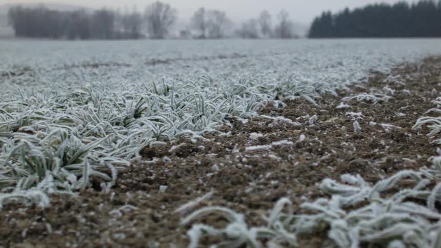 A field of frosty grass